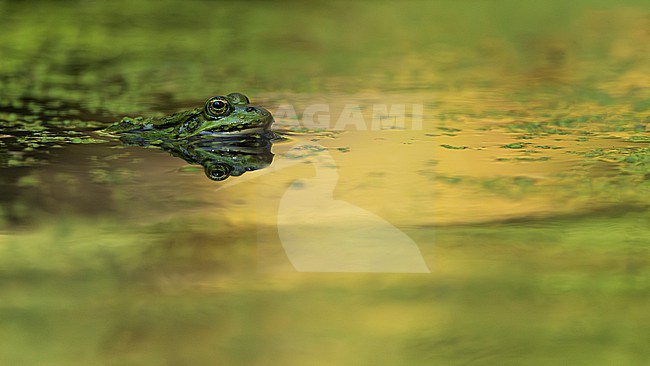Green frog unknown, (Pelophylax spec.) lying in a pond in evenig light stock-image by Agami/Lennart Verheuvel,