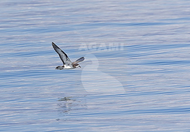 Galapagos Petrel, Pterodroma phaeopygia) at sea off the Galapagos Islands, part of the Republic of Ecuador. stock-image by Agami/Pete Morris,