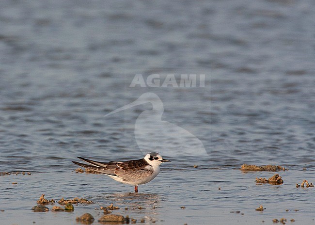 Juvenile White-winged Tern (Chlidonias leucopterus) resting on beach during migration in Egypt. stock-image by Agami/Edwin Winkel,