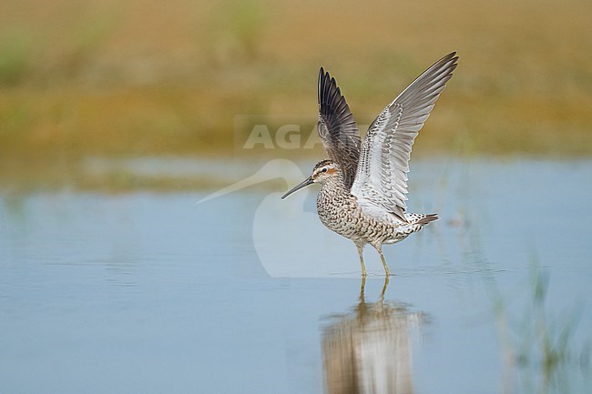 Adult breeding 
Galveston Co., TX
May 2023 stock-image by Agami/Brian E Small,