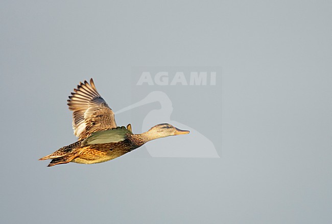 Krakeend vrouwtje vliegend; Gadwall female flying stock-image by Agami/Markus Varesvuo,