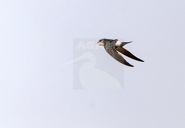 Horus Swift (Apus horus) in Senegal. stock-image by Agami/Dani Lopez-Velasco,