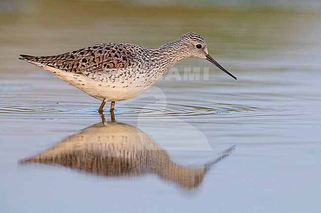 Marsh Sandpiper (Tringa stagnatilis), side view of an adult standing in the water, Campania, Italy stock-image by Agami/Saverio Gatto,