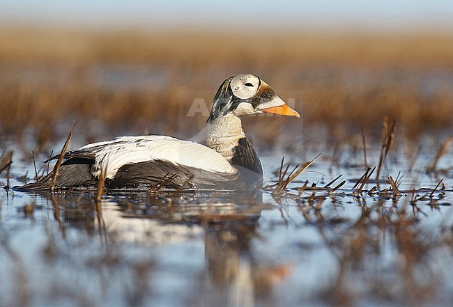 Adult male Spectacled Eider (Somateria fischeri) swimming in tundra lake during the breeding season in arctic Alaska, United States. stock-image by Agami/Dani Lopez-Velasco,