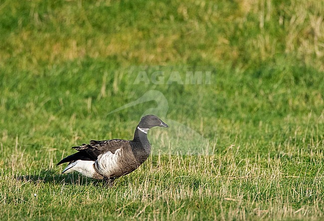 Vagrant Black Brant (Branta nigricans) wintering on Texel, Netherlands.  Lone individual between Dark-bellied Brent Geese. stock-image by Agami/Marc Guyt,