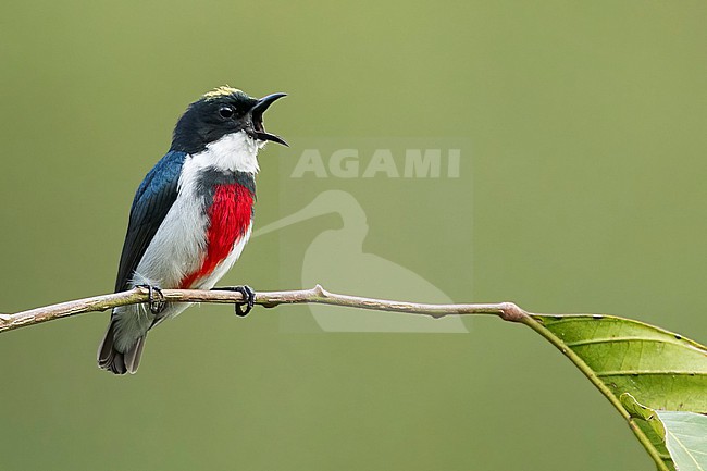 Black-belted Flowerpecker (Dicaeum haematostictum) Perched on a branch in Philippines stock-image by Agami/Dubi Shapiro,