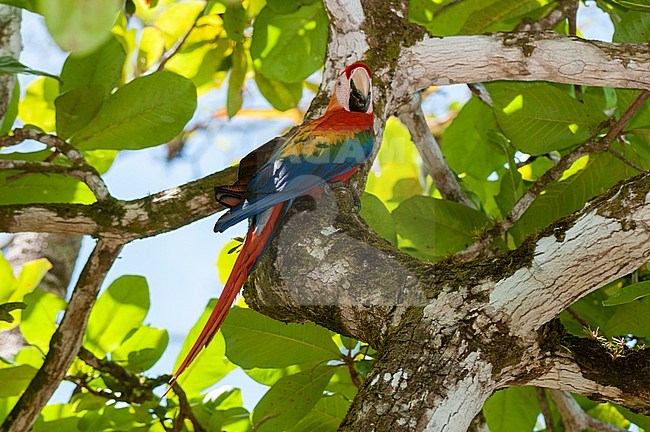 A scarlet macaw, Ara macao, perched in a tree. Osa Peninsula, Costa Rica. stock-image by Agami/Sergio Pitamitz,