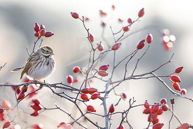 Common Reed Bunting (Emberiza schoeniclus) in Italy. stock-image by Agami/Daniele Occhiato,