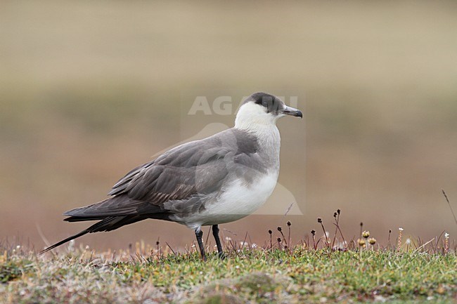 Kleine Jager volwassen zittend; Arctic Skua adult perched stock-image by Agami/Chris van Rijswijk,
