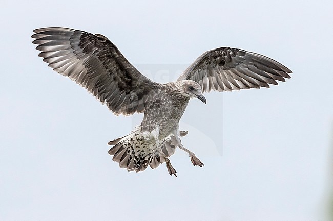 First winter Azores Yellow-legged Gull (Larus michahellis atlantis) aka Atlantic Gull flying seen from below in Dump Station, Corvo, Azores, Portugal. stock-image by Agami/Vincent Legrand,