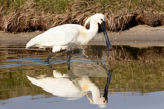 A close-up of an andult Eurasian Spoonbill foraging with its clear reflection and water drops falling of its bill. The distinctive zebra print on the upper mandible is clearly visible. stock-image by Agami/Jacob Garvelink,