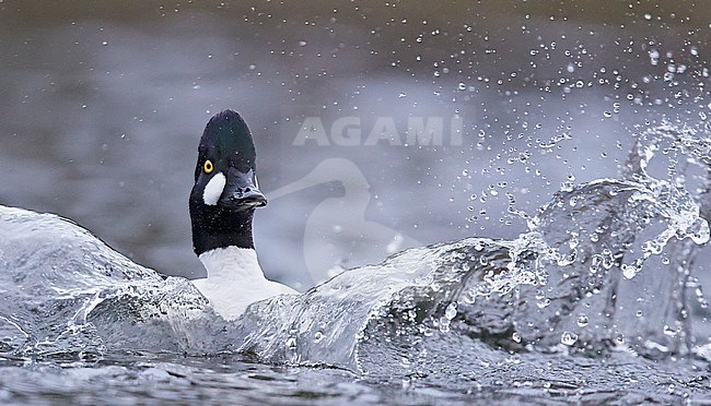 Common Goldeneye (Bucephala clangula) male landing in water Vaala April 2016 stock-image by Agami/Markus Varesvuo,