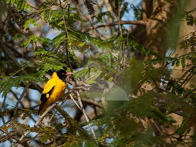 Adult male Black-hooded Oriole (Oriolus xanthornus xanthornus) perched on a branch in a broadleaved tree in Asia. stock-image by Agami/Marc Guyt,