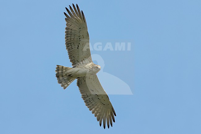 Short-toed Eagle flying; Slangenarend vliegend stock-image by Agami/Daniele Occhiato,