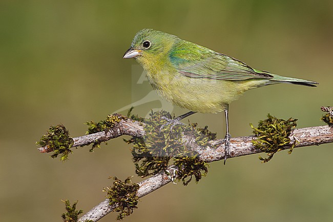 1st spring male
Galveston Co., TX
April 2012 stock-image by Agami/Brian E Small,