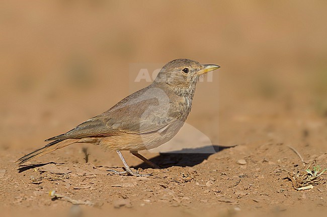 Desert Lark - Steinlerche - Ammomanes deserti ssp. payni, Morocco stock-image by Agami/Ralph Martin,