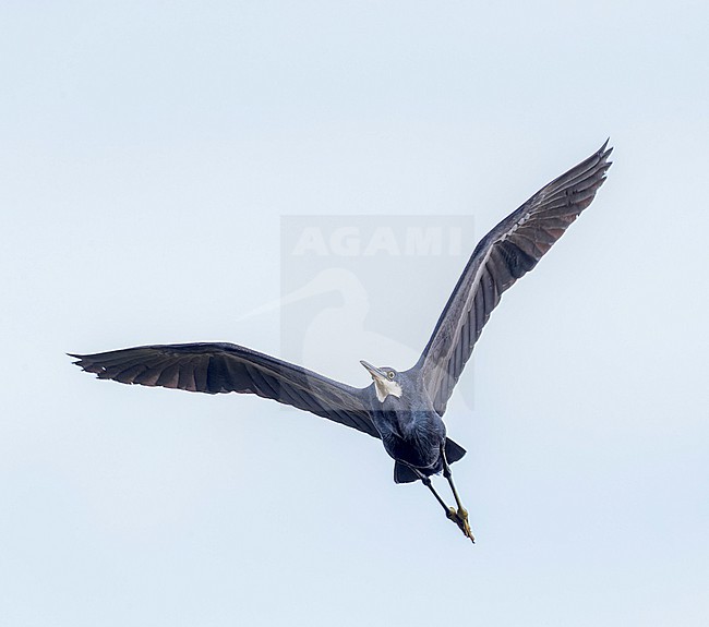 Dark morph Western Reef Heron (Egretta gularis)  in autumn in the Ebro delta in Spain. Rare vagrant from Africa. stock-image by Agami/Marc Guyt,