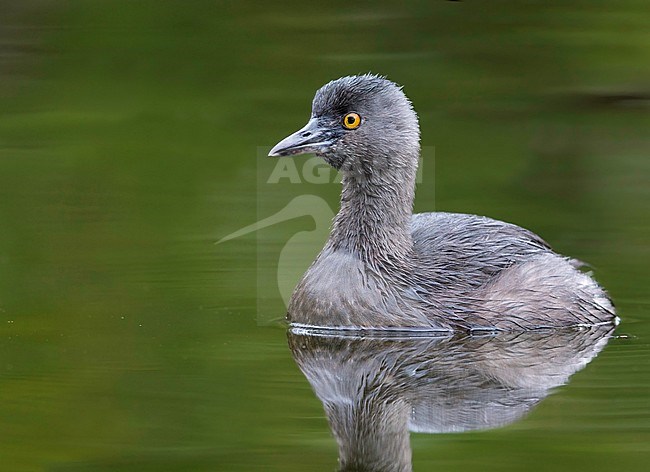 Least Grebe (achybaptus dominicus) swimming stock-image by Agami/Dubi Shapiro,