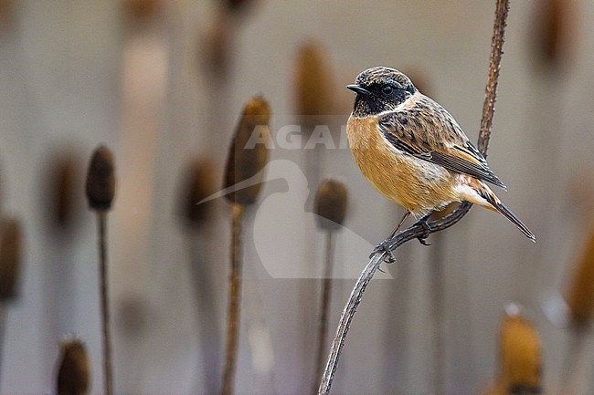 Male European Stonechat (Saxicola rubicola) in Italy. stock-image by Agami/Daniele Occhiato,