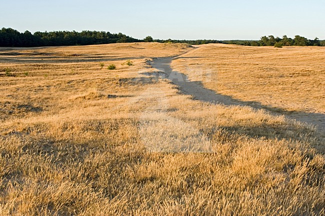 Kootwijkerzand, Kootwijk, Veluwe, Netherlands stock-image by Agami/Marc Guyt,
