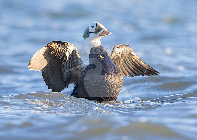 Male Spectacled Eider (Somateria fischeri) stretching its wings before the coast of Texel, the Netherlands, with morning light from the side and back. stock-image by Agami/Lennart Verheuvel,