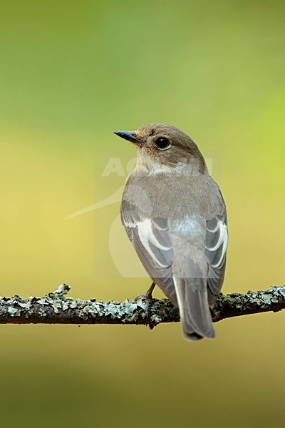 bonte vliegenvanger zittend op tak; European Pied Flycatcher sitting on branch stock-image by Agami/Walter Soestbergen,