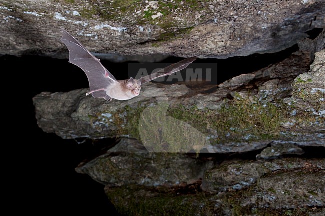 Paarse Hoefijzerneus verlaat grot,  Mediterranean Horseshoe Bat leaving cave stock-image by Agami/Theo Douma,