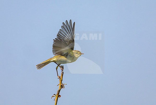 Willow Warbler (Phylloscopus trochilus) in dunes of Texel, Netherlands. stock-image by Agami/Marc Guyt,