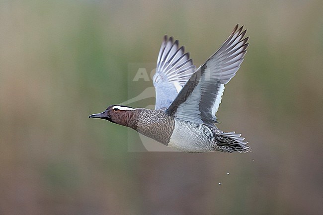 Flying male Garganey (Anas querquedula) during spring migration in Italy. stock-image by Agami/Daniele Occhiato,