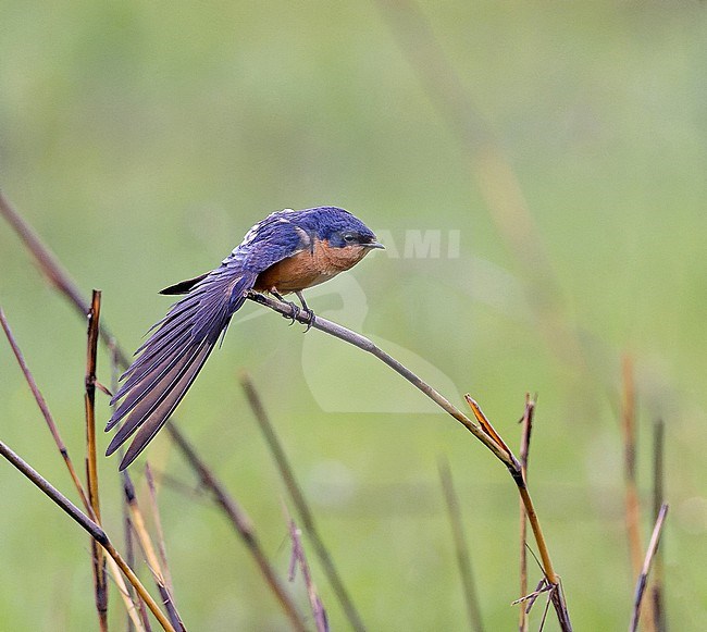 Black-and-rufous Swallow (Hirundo nigrorufa) in Angola. stock-image by Agami/Pete Morris,