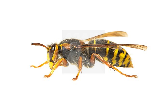 Median Wasp, Dolichovespula media stock-image by Agami/Wil Leurs,
