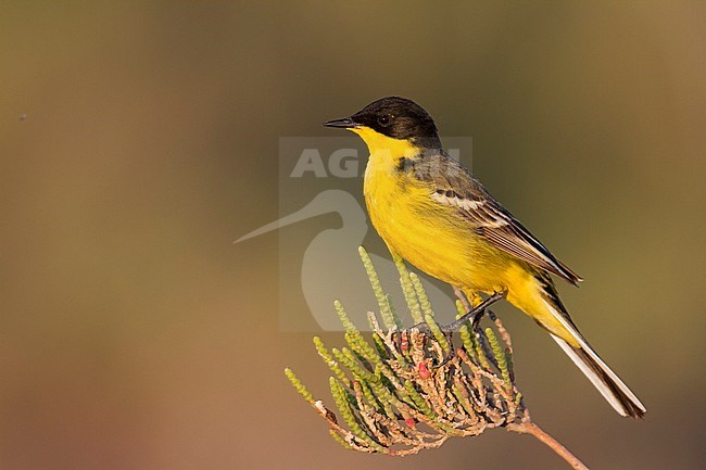 Black-headed Wagtail - Maskenstelze - Motacilla feldegg, Cyprus, adult male stock-image by Agami/Ralph Martin,