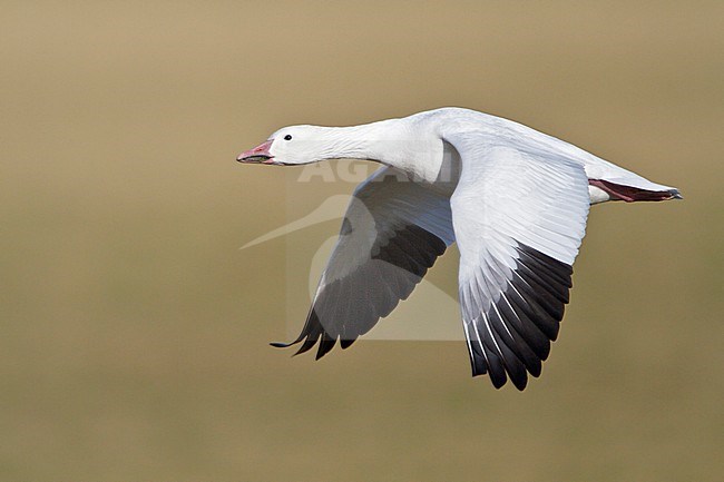 Snow Goose (Chen caerulescens) flying at the Bosque del Apache wildlife refuge near Socorro, New Mexico, USA. stock-image by Agami/Glenn Bartley,