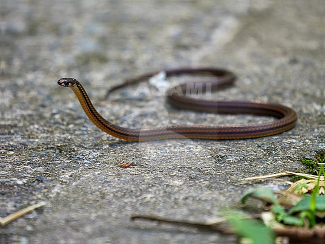 Andean Ground Snake, Erythrolamprus epinephelus. On a road. stock-image by Agami/Hans Germeraad,