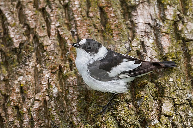 Collared Flycatcher - Halsbandschnäpper - Ficedula albicollis, Germany, adult male stock-image by Agami/Ralph Martin,