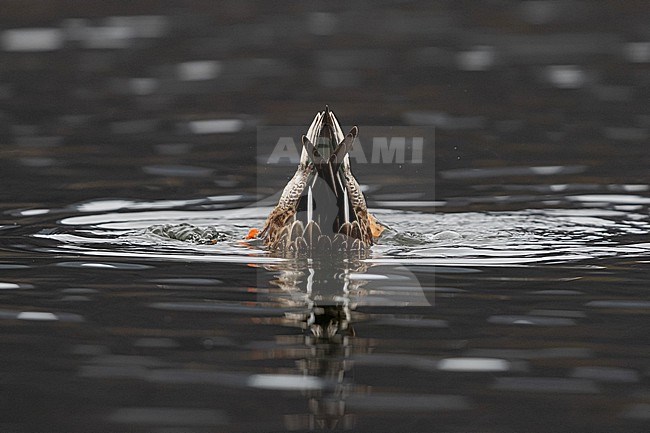 1st year male Northern Shoveler (Spatula clypeata) dabbling in shallow waters stock-image by Agami/Mathias Putze,