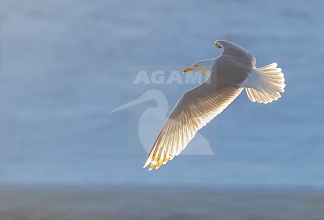 European Herring Gull (Larus argentatus) in Katwijk, Netherlands. Photographed with backlight. stock-image by Agami/Marc Guyt,