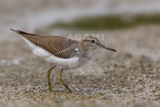 Piro piro piccolo; Common Sandpiper; Actitis hypoleucos stock-image by Agami/Daniele Occhiato,