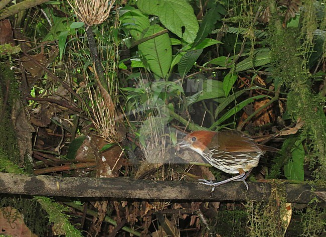 Roestkapmierpitta zittend opbemoste tak; Chestnut-crowned Antpitta perched on mossy branch stock-image by Agami/Marc Guyt,