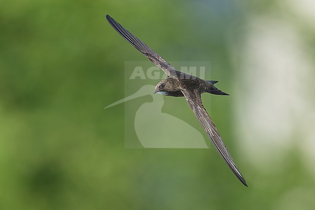 Common Swift (Apus apus) flying agains green background in Bulgaria. stock-image by Agami/Marcel Burkhardt,
