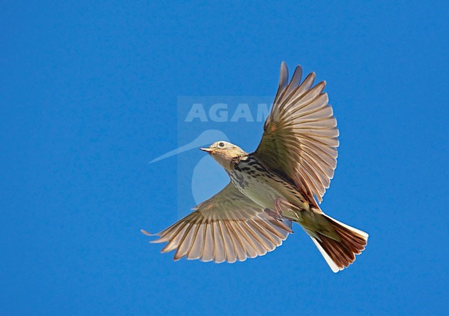 Roodkeelpieper in de vlucht; Red-throated pipit in flight stock-image by Agami/Markus Varesvuo,