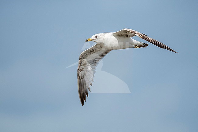 Second calendar year Ring-billed Gull (Larus delawarensis) flying along on the beach of Galveston county, Texas, United States. stock-image by Agami/Brian E Small,