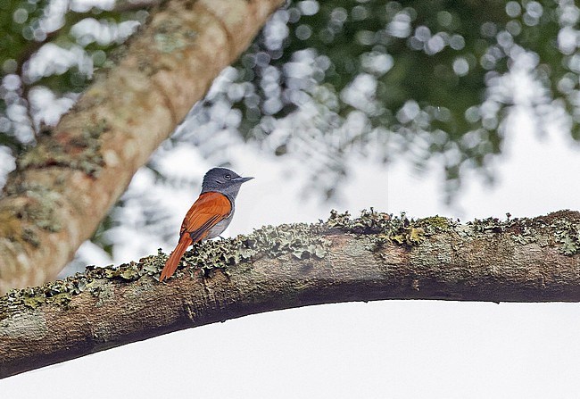 Bates's Paradise Flycatcher (Terpsiphone batesi) in Angola. stock-image by Agami/Pete Morris,
