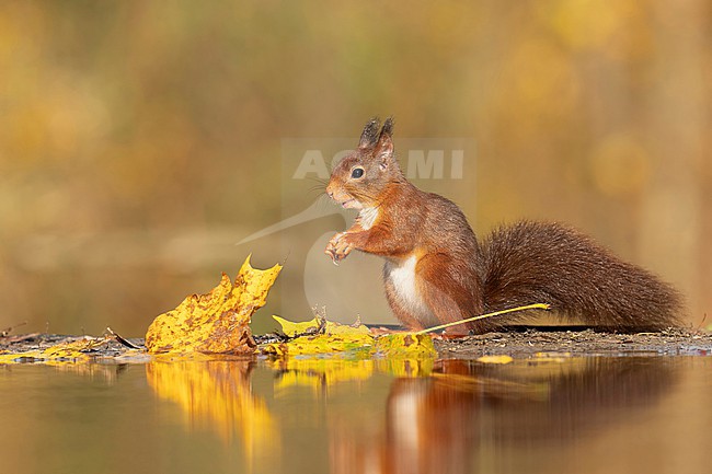 Red squirrel in Autumn setting stock-image by Agami/Han Bouwmeester,