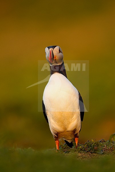 Papegaaiduiker, Atlantic Puffin stock-image by Agami/Danny Green,