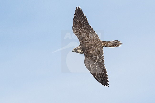  stock-image by Agami/Brian E Small,