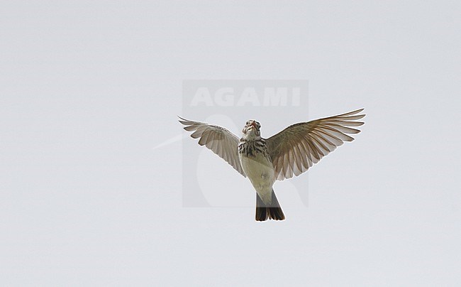 Thekla's Lark (Galerida theklae) in songflight at Extremadura, Spain stock-image by Agami/Helge Sorensen,