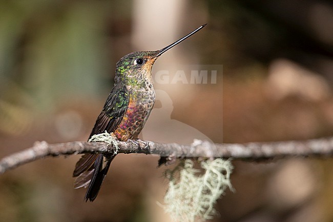A female Blue-throated Starfrontlet (Coeligena helianthea helianthea) at Chingaza, Colombia. stock-image by Agami/Tom Friedel,