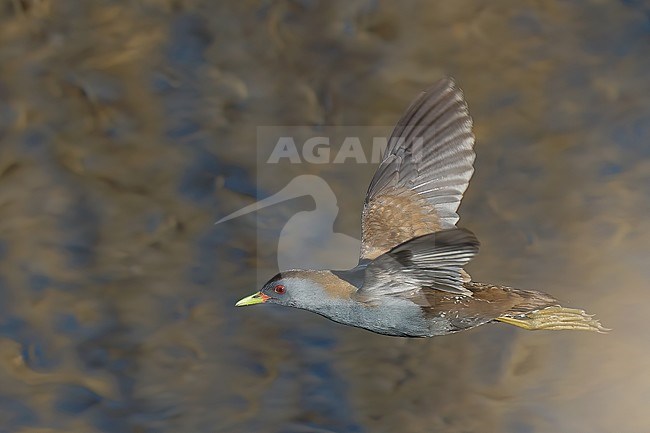 Adilt male Little Crake (Porzana parva), side view of bird in flight against water as backgroung stock-image by Agami/Kari Eischer,