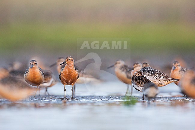 Red Knot (Calidris canutus), Germany, adult, breeding plumage with Dunlin stock-image by Agami/Ralph Martin,